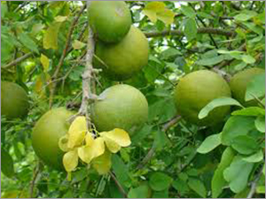 Wood Apple