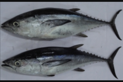 Longtail Tuna Fish