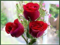 Gulab Phool