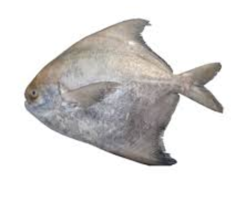 Chinese Pomfret Fish