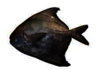 Chinese Pomfret Fish - 1-2 Kg, 25-35 Cm | Grey Color, High Omega-3, Low Mercury, Natural Sweet Taste, Aids In Anemia Prevention