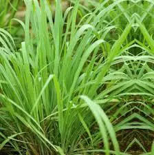 Natural Lemongrass Oils