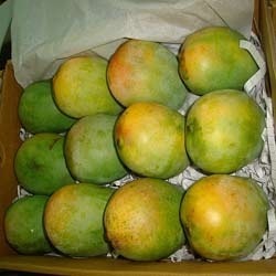Alphonso Mango
