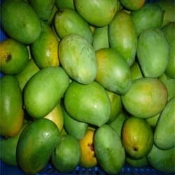 Raw Rajpuri Mango