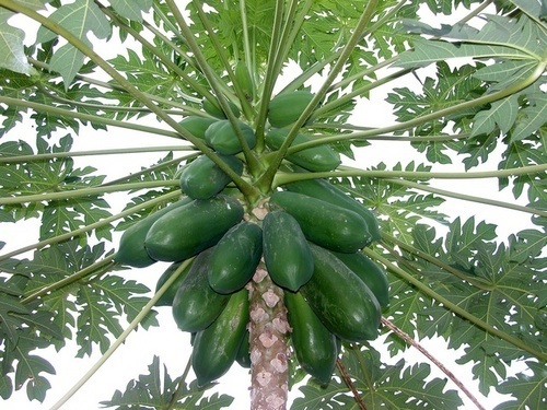 Raw Papaya