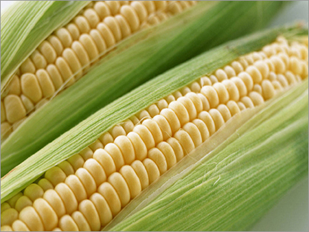 Yellow Corn Maize
