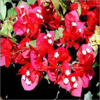 Bougainvilleas Saplings Plants