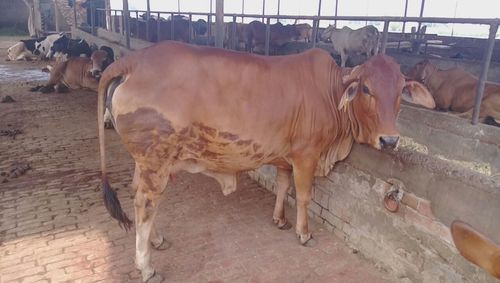 Milking Sahiwal Cow