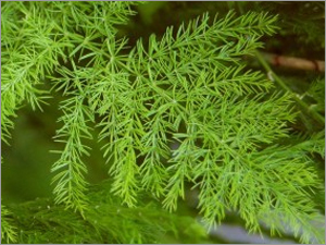 Shatavari Extracts