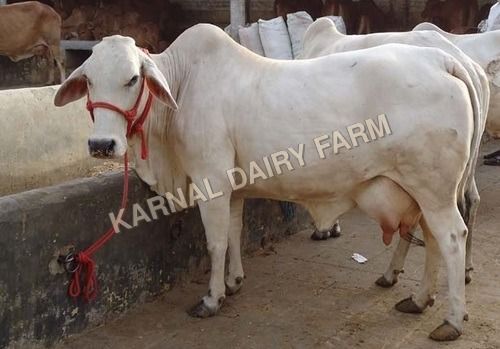 Tharparkar Cow