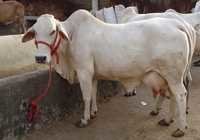 Tharparkar Cow - Average Weight 450-550 Kg, Milk Production 10-15 Liters/day - Calm Nature, Nutrient-rich Milk For Diverse Dairy Products
