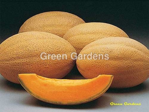Musk Melons
