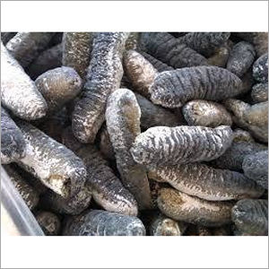 Sea Cucumber And Other Seafood For Sale