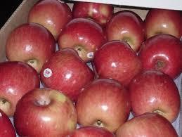 Fuji Apples At Best Competitive