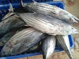 IQF Whole Round Frozen Skipjack Tuna Fish