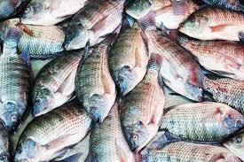 Tilapia Fish