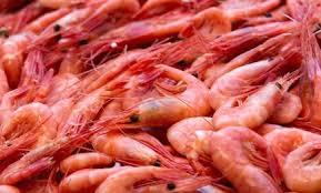 Buy Red Shrimp