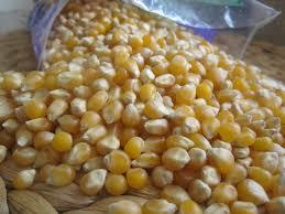 White and Yellow Maize Corn