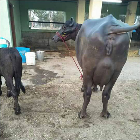 Indian Murrah Buffalo