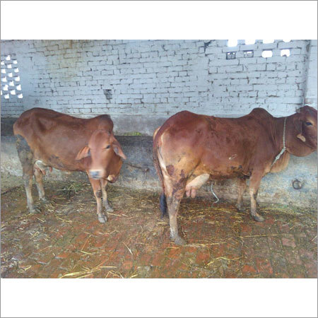 sahiwal cow hefier