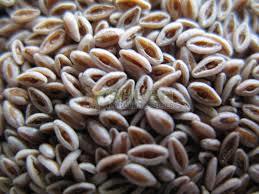 Organic Psyllium Seed
