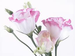 lisianthus Flower Seeds