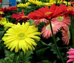 Gerbera Flower Seeds