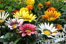 Gazania Flower Seeds