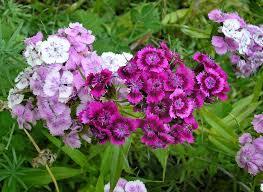 Dianthus Flower Seeds