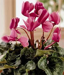 Cyclamen Flower Seeds
