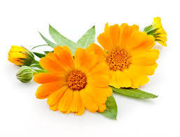 Calendula Flower Seeds