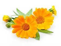 Calendula Flower Seeds