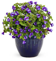 Torenia Flower Seeds