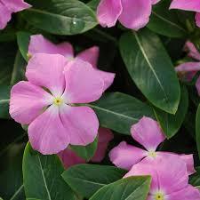 Vinca Flower Seeds