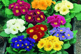 Primula Flower Seeds