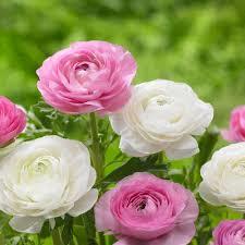 Ranunculus Flower Seeds