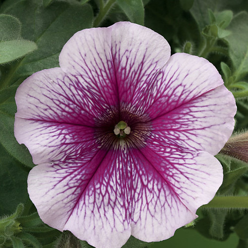 Petunia Flower Seeds - 50 Seeds, Vibrant Colors, Fast Germination, Abundant Blooms