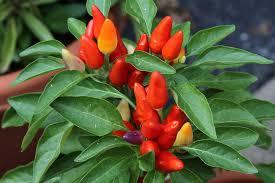 Ornamental Pepper Seeds - 12-18 Inches, 50 Seeds | Vibrant Colors, Easy Growth, Unique Compact Peppers