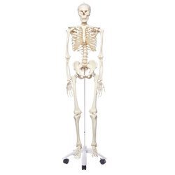 HUMAN SKELETON LIFE SIZE (TALL 180)