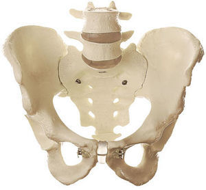 PELVIS MODEL
