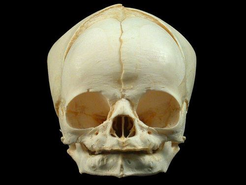 Foetal Skull - Bone Replica, Variable Size, Off-white | Anatomical Accuracy, Educational Tool, Detailed Structure