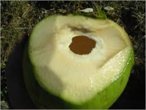 Tender Coconut