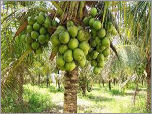 Tender Green Coconut