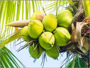 Fresh Coconut