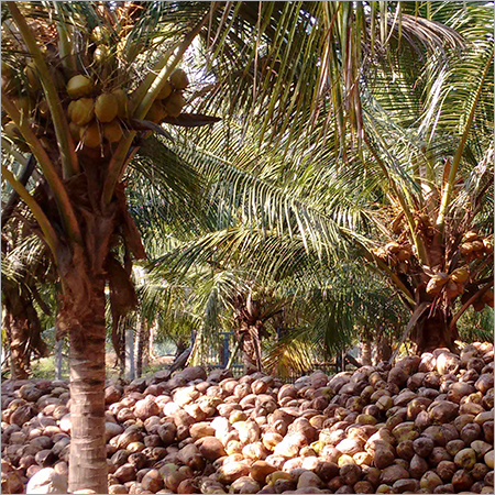 Mature Coconut - Whole, Organic, Fresh, 0.500 Kilograms | Chewy Texture, Rich and Nutty Flavor, High Oil Content