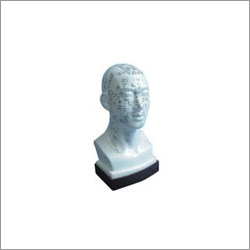 Head Model - PVC Material, White Color | Ideal for Men and Women, Perfect for Hospital and Clinic Usage