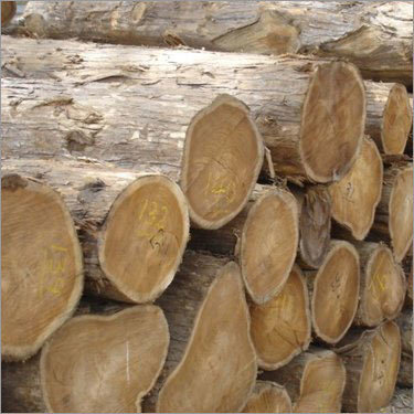 Pine Wood Timber