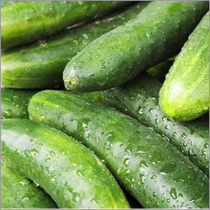 Fresh Cucumbers