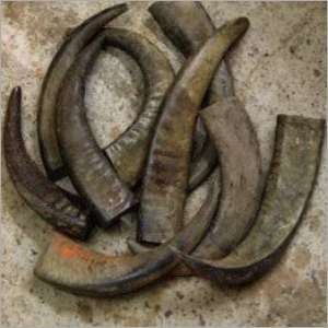 Buffalo Horn Tip