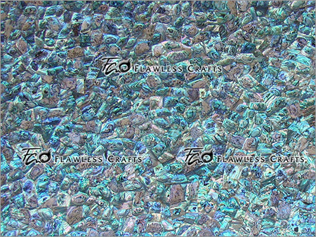 Abalone Shell